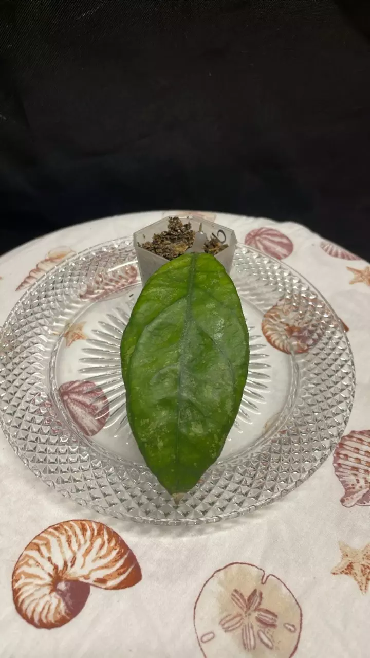 Hoya Chicken Farm (2) thumbnail