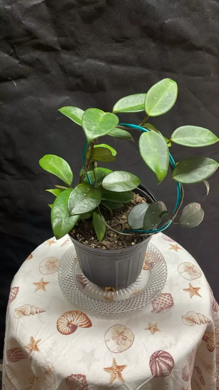 Hoya Carnosa Bronze thumbnail