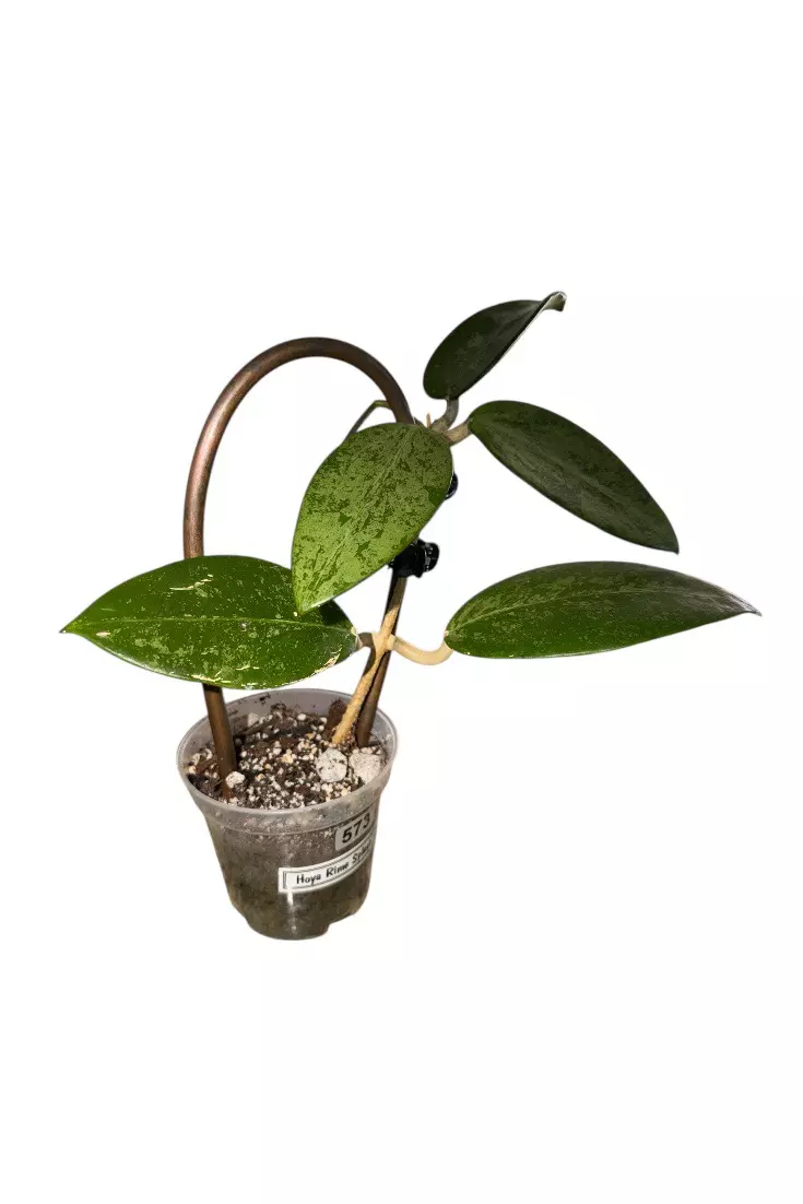 Hoya Rime Splash #573 thumbnail