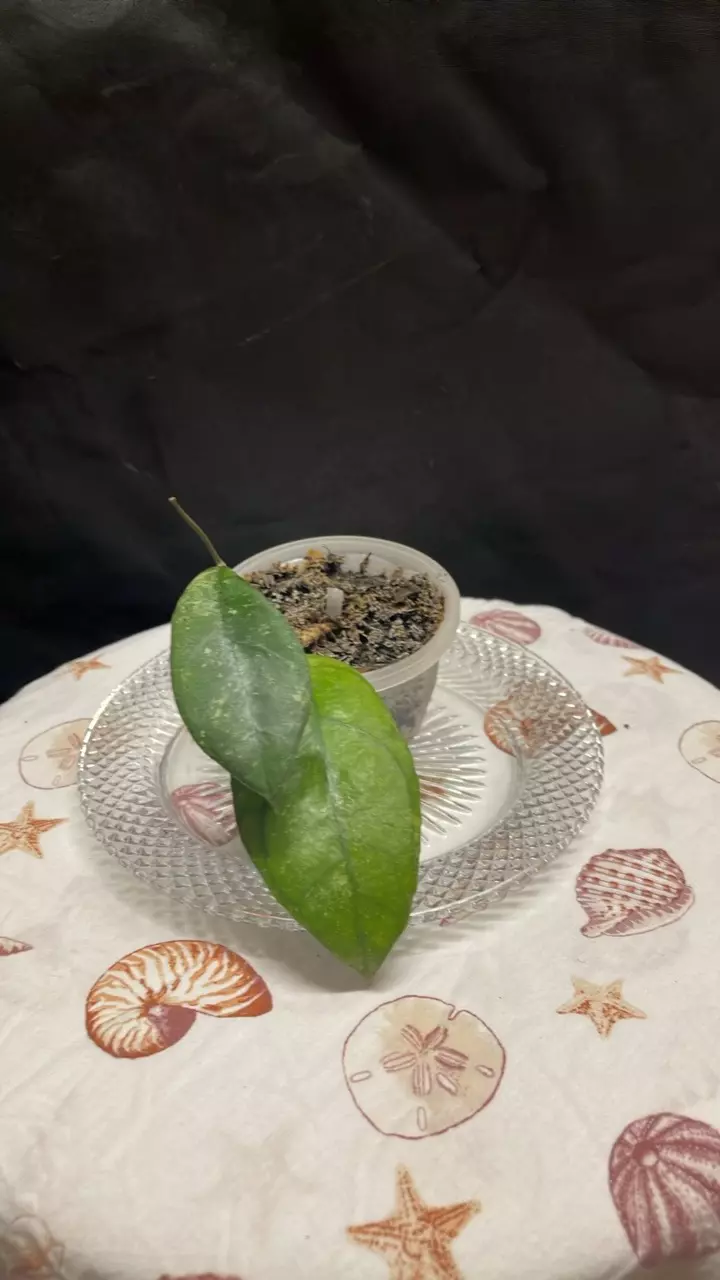 Hoya Chicken Farm (3) thumbnail