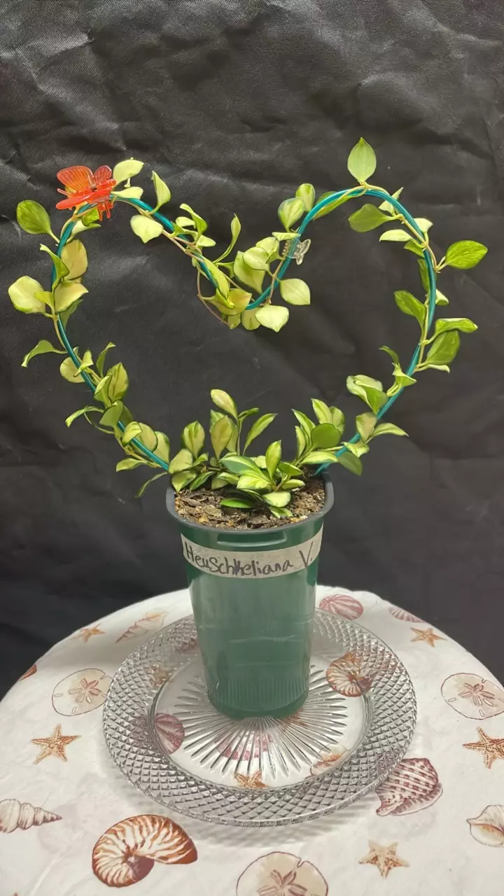 Hoya Heuschkeliana Variegated thumbnail