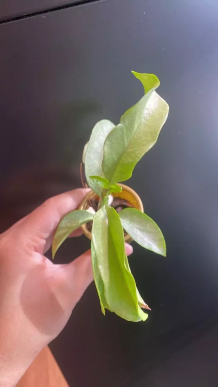 Multiflora Wonderphil thumbnail