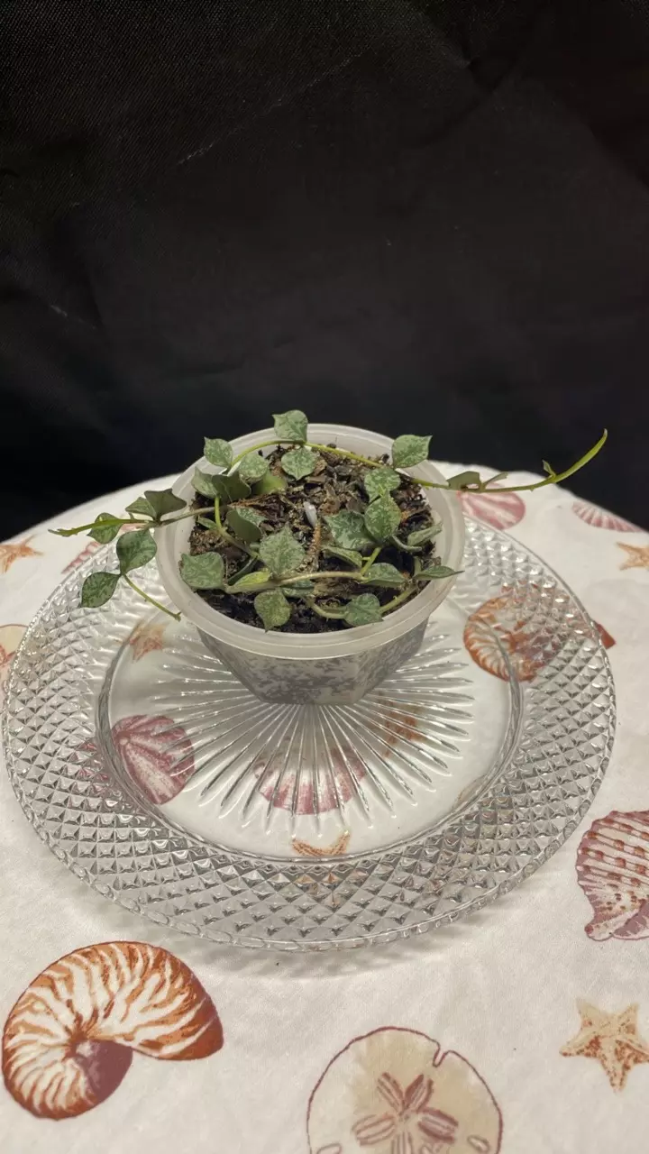 Hoya Curtsii (1) thumbnail