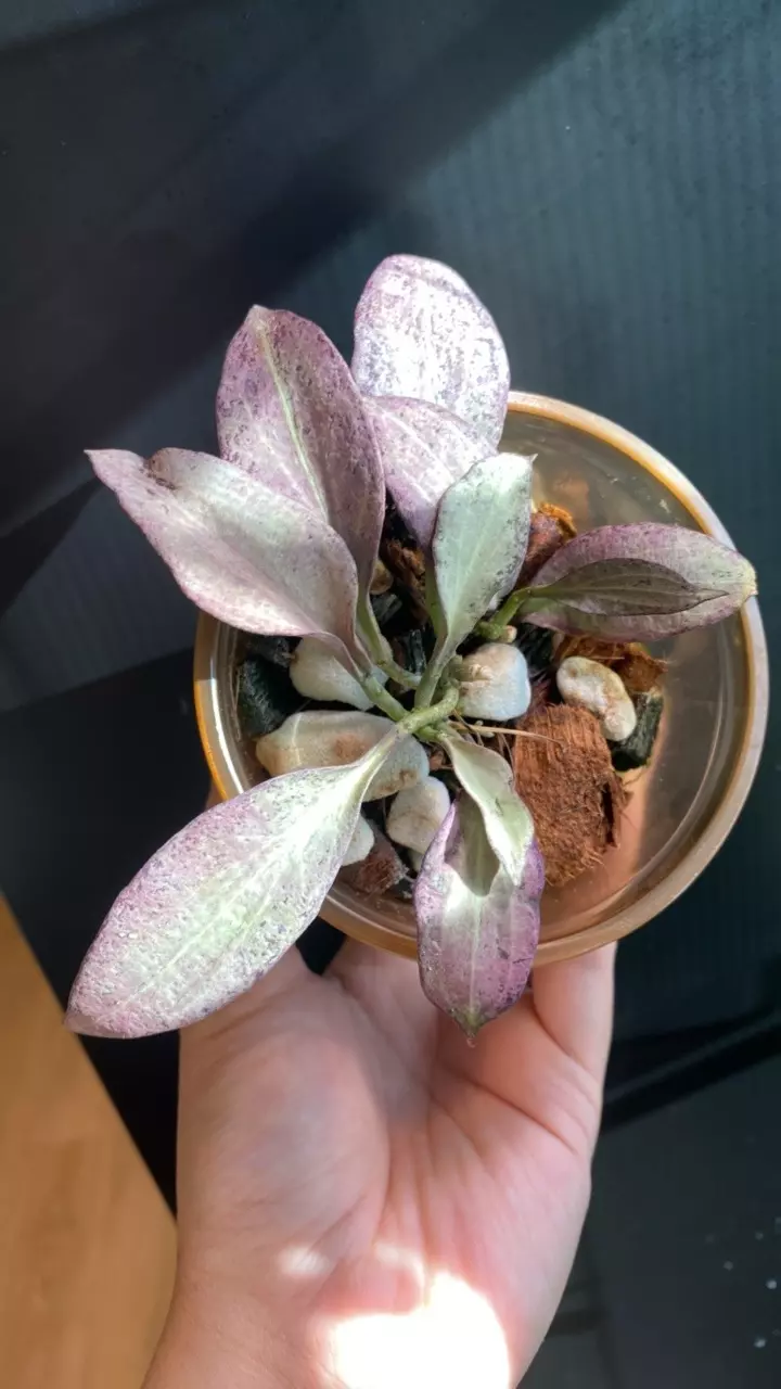 New Guinea Ghost thumbnail