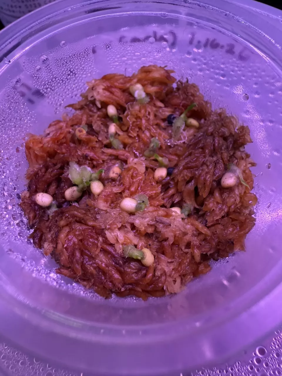 Pallidiflorum seed x 1 thumbnail