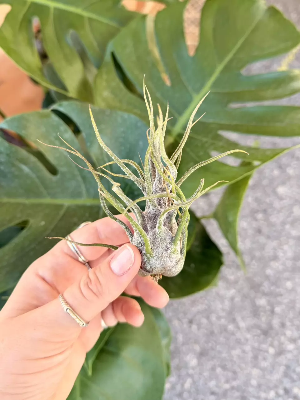 Tillandsia • Pruinosa thumbnail