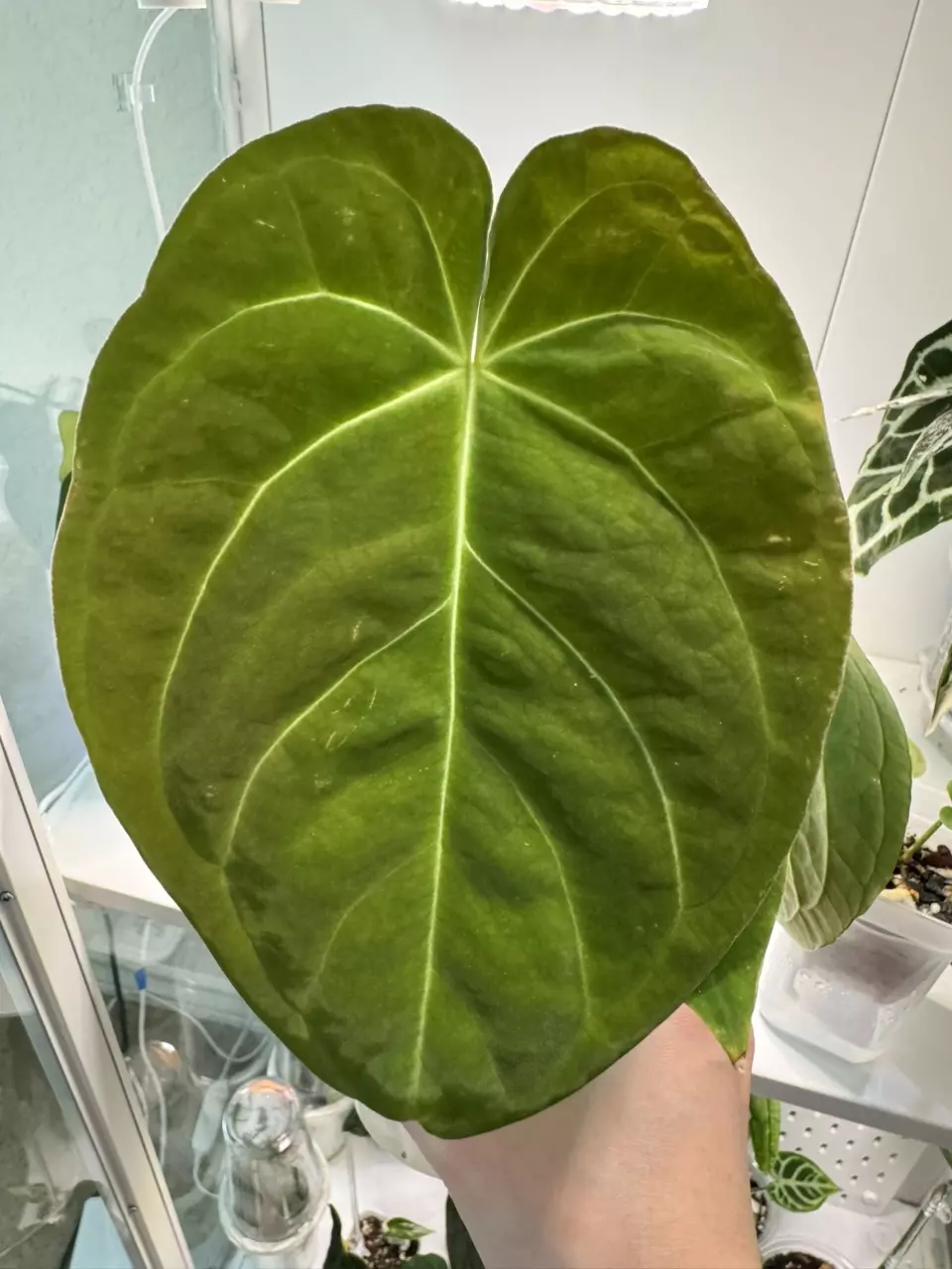 Anthurium Dorayaki BVEP thumbnail
