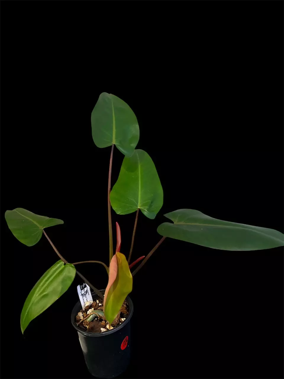 NT108- Hybrid Philodendron: Bloody Mary x Texas Jose thumbnail