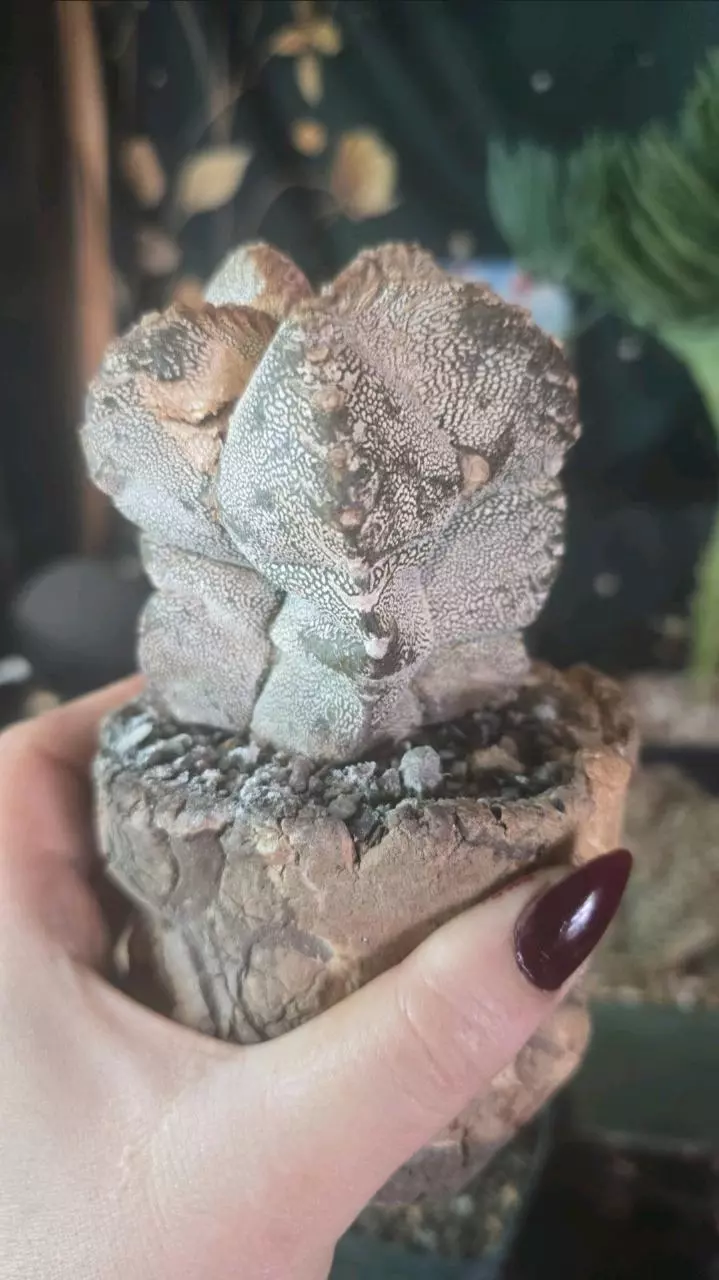 Funky onzuka thumbnail