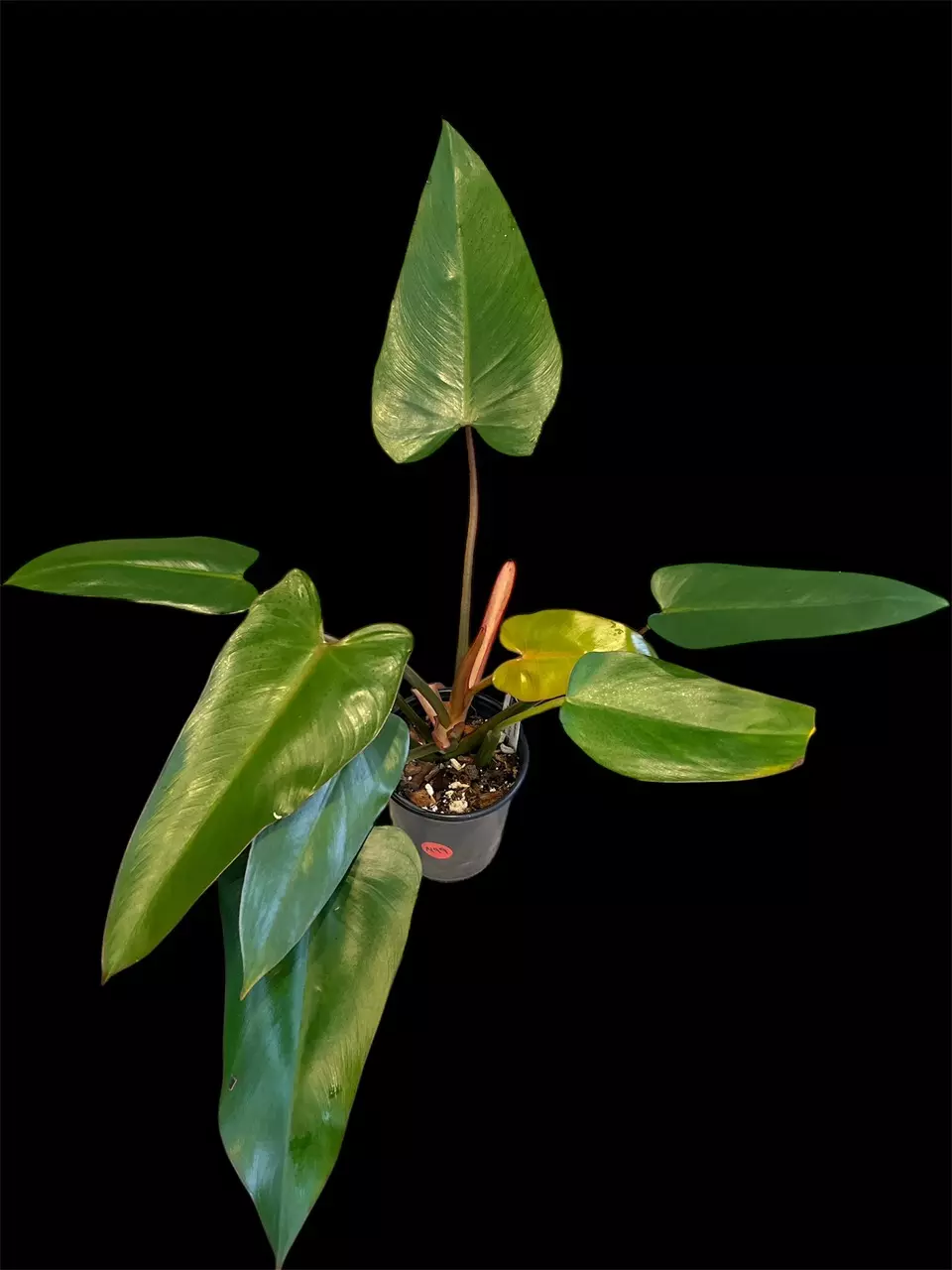 N49- Hybrid Philodendron: Dark Lord x Texas Jose. thumbnail