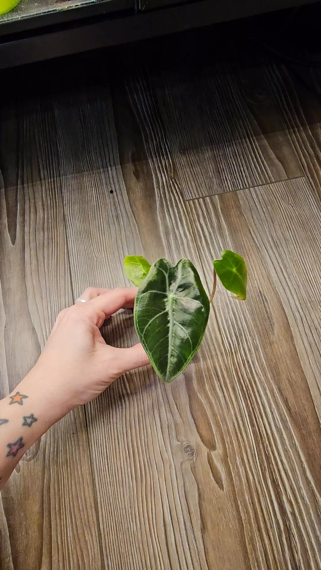 Listing for newwhit thumbnail