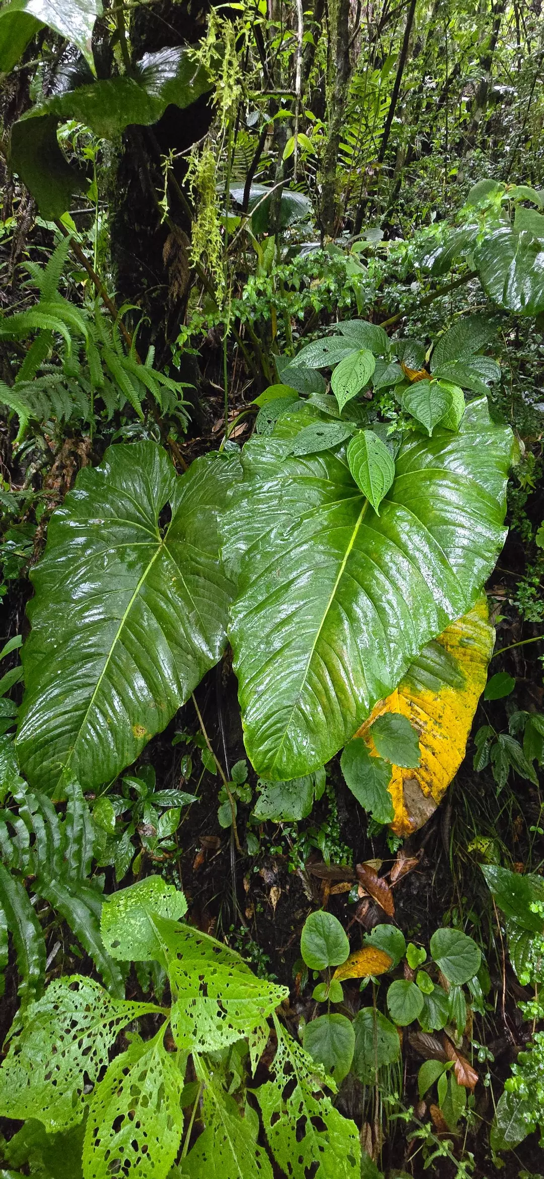 Anthurium sp NOVA or NOID Sierra Mixe, Oaxaca. Seedling thumbnail