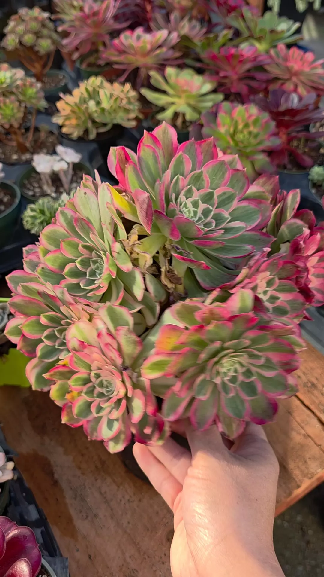 Night party thumbnail