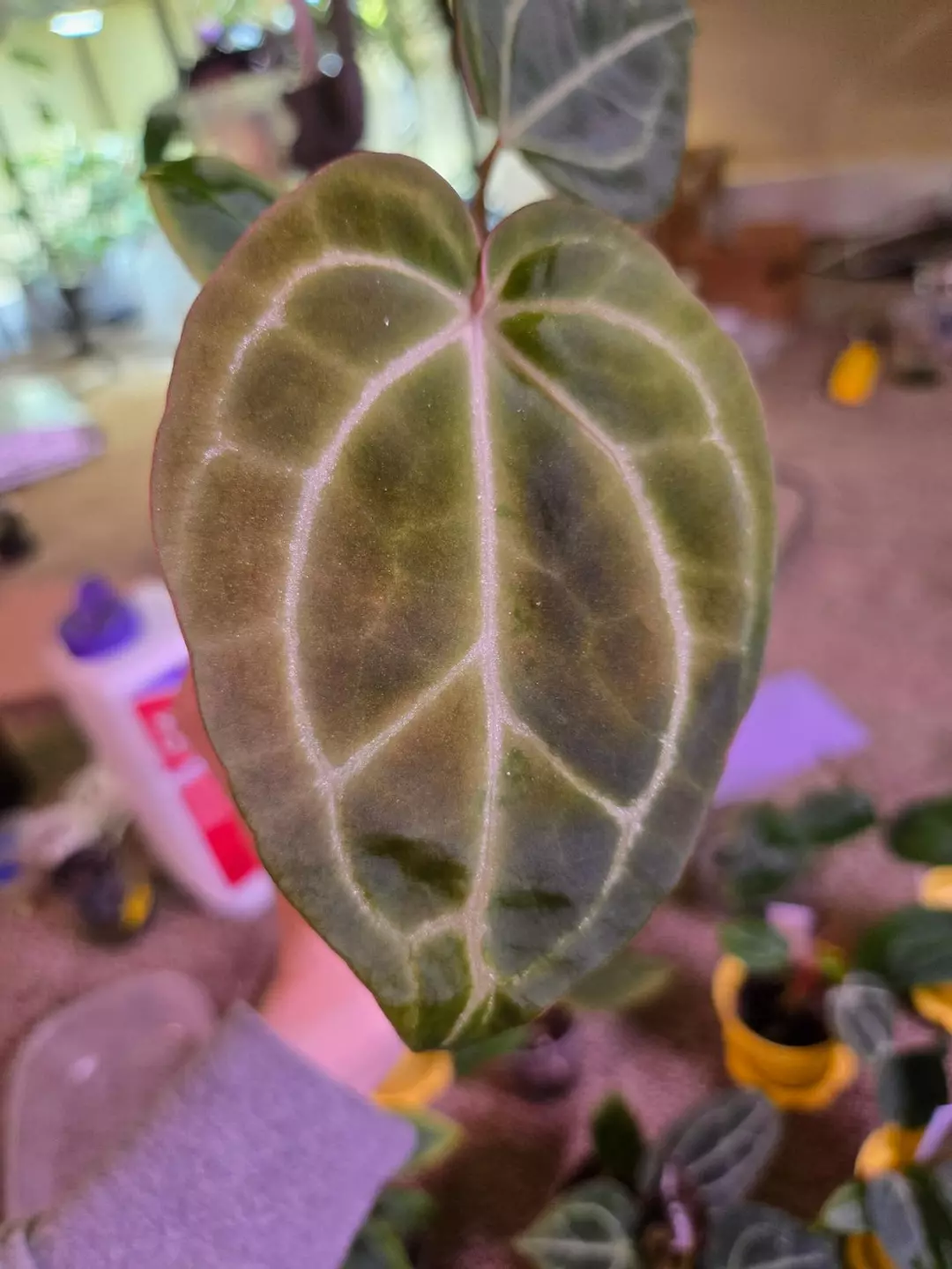 Anthurium Hybrid thumbnail