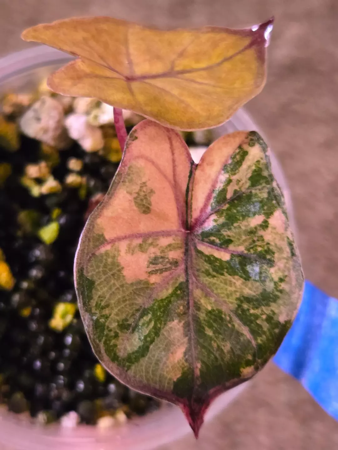Alocasia Yucatan Princess Aurea thumbnail