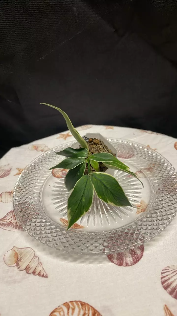 Hoya Polyneura (Outer Variegated) (2) thumbnail