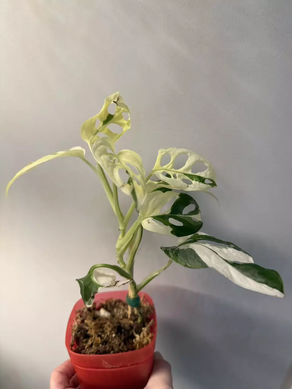 Monstera adansonii albo thumbnail