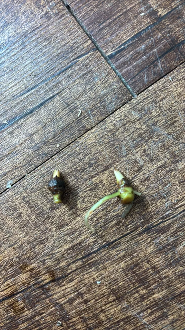 Alocasia pink mint balloon heart corm thumbnail