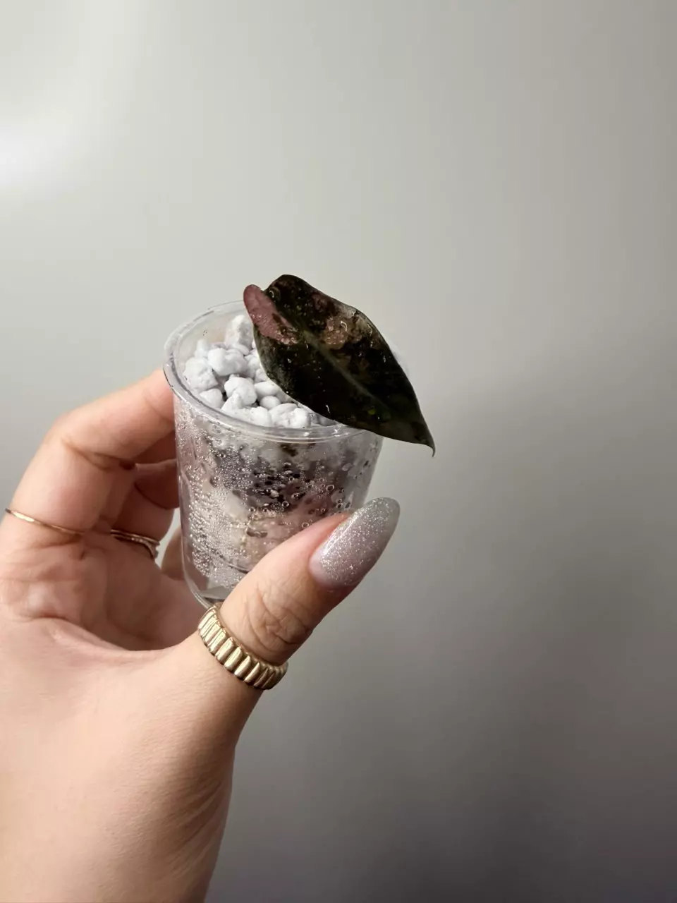 Amazonica Alocasia thumbnail