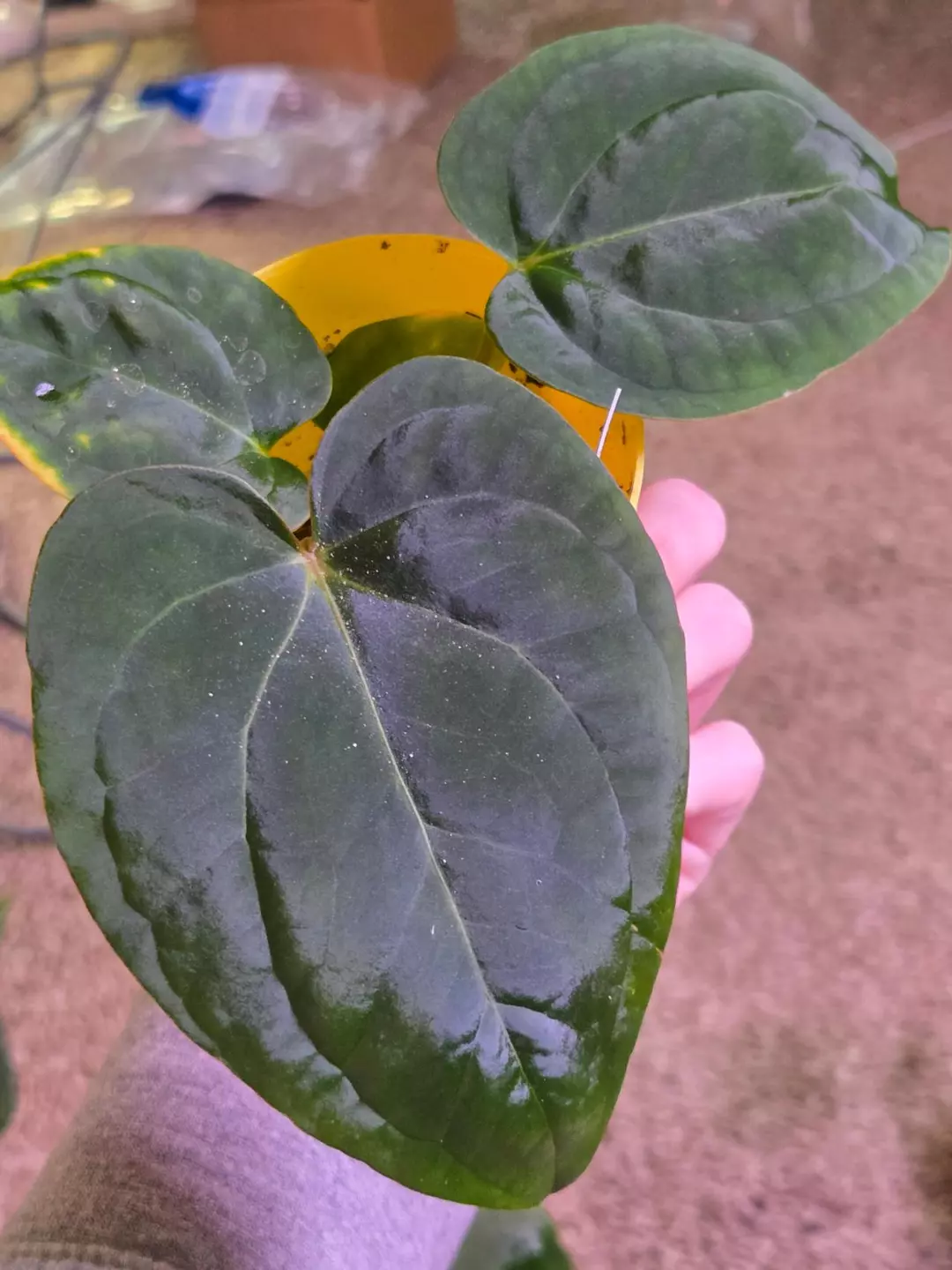 Anthurium Hybrid thumbnail