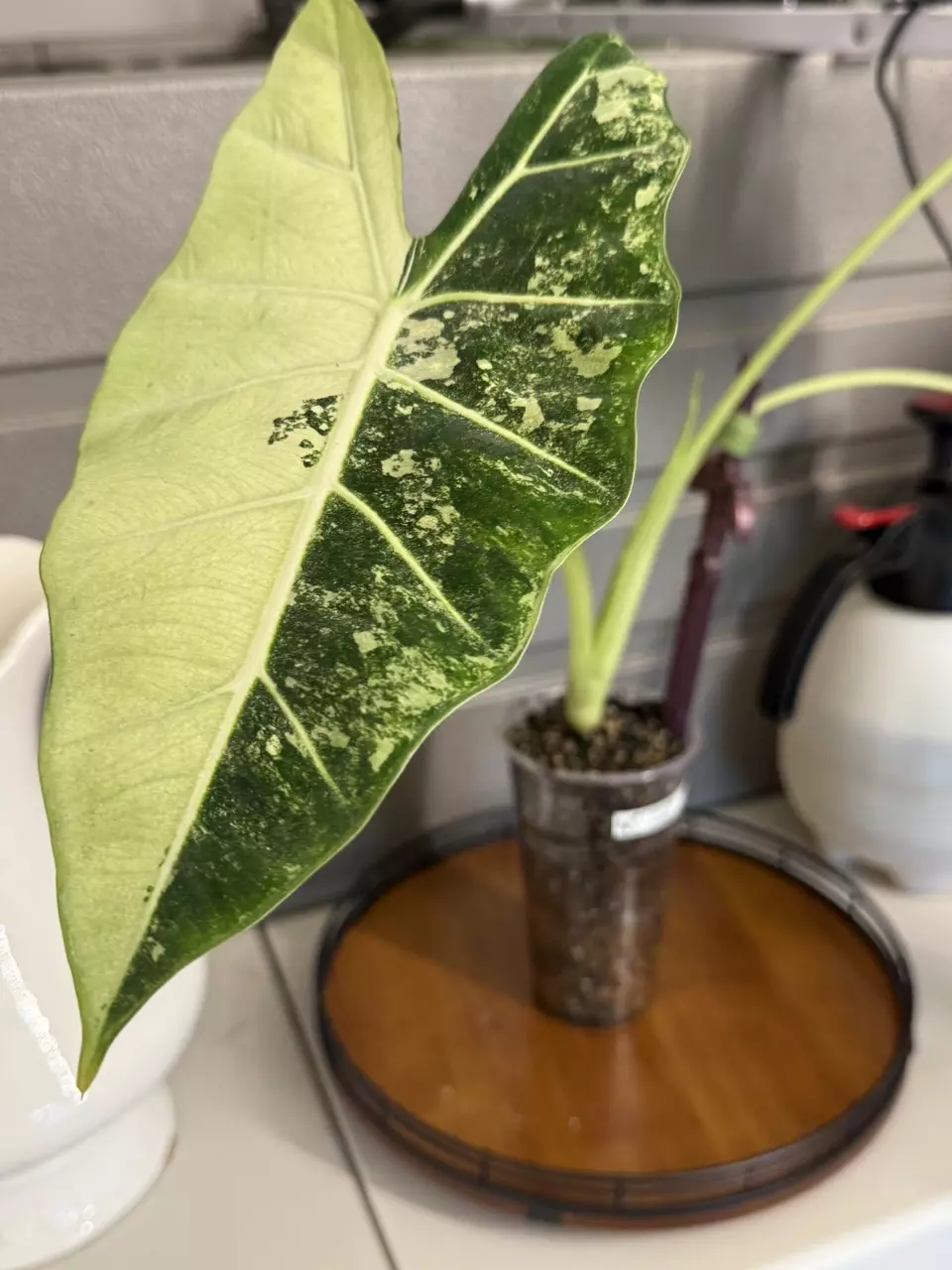 ALOCASIA FRYDEK AUREA CORMS thumbnail