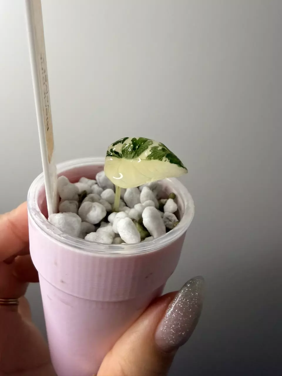 Pink black velvet Alocasia thumbnail