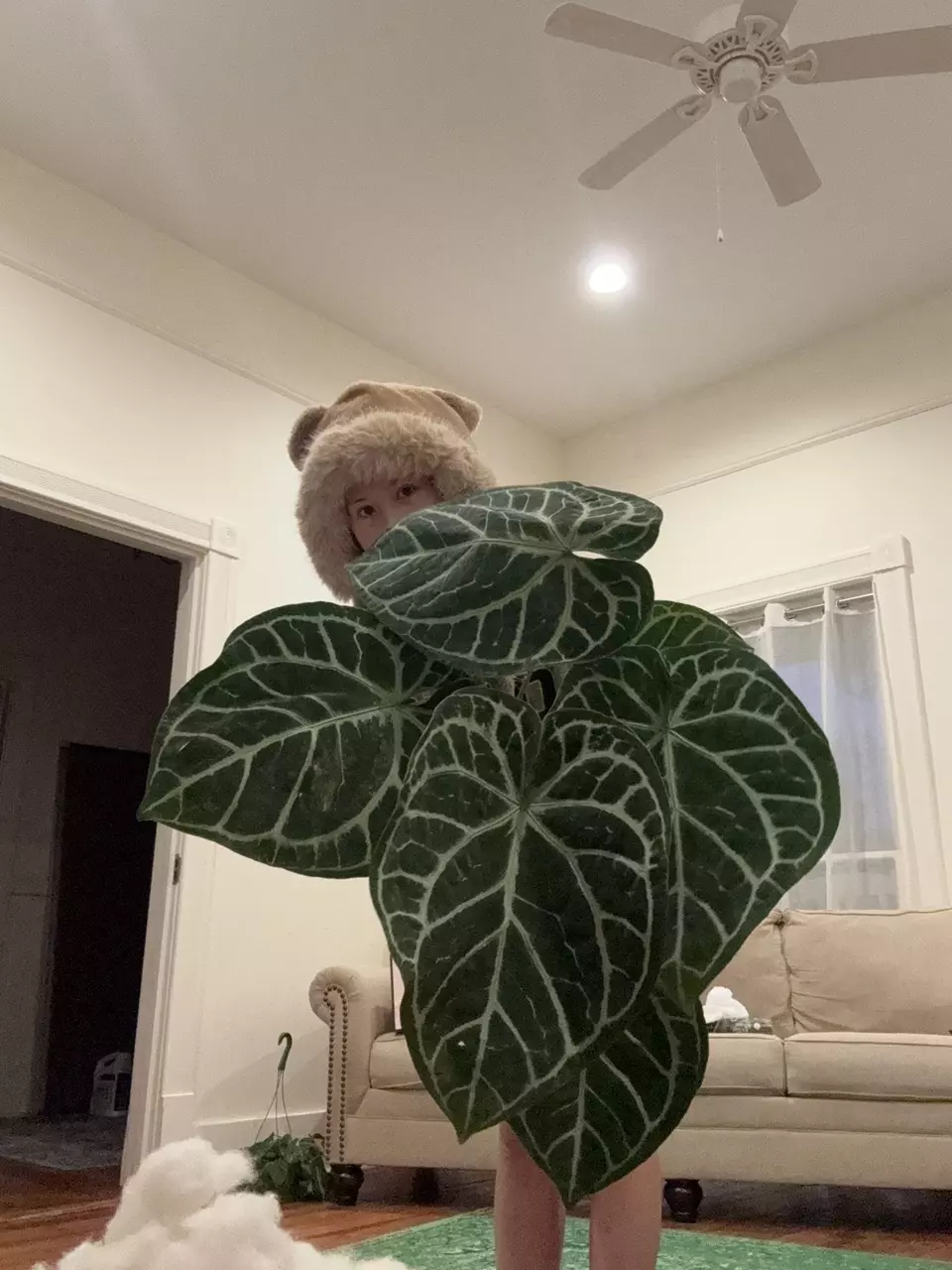 Big Plant Help thumbnail