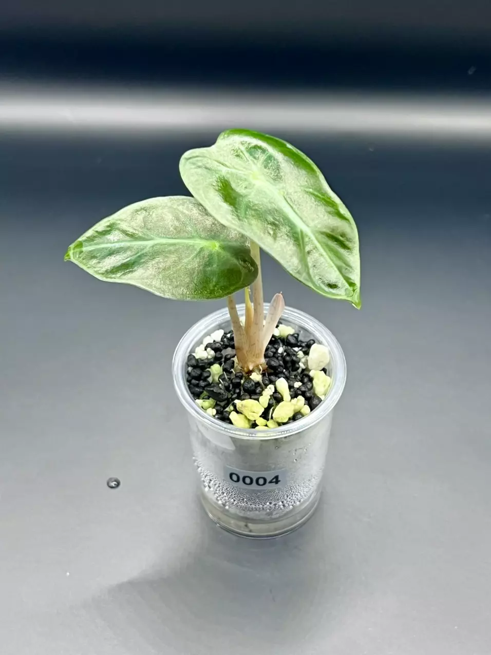 #0004 Pink Heart Balloon Pup thumbnail