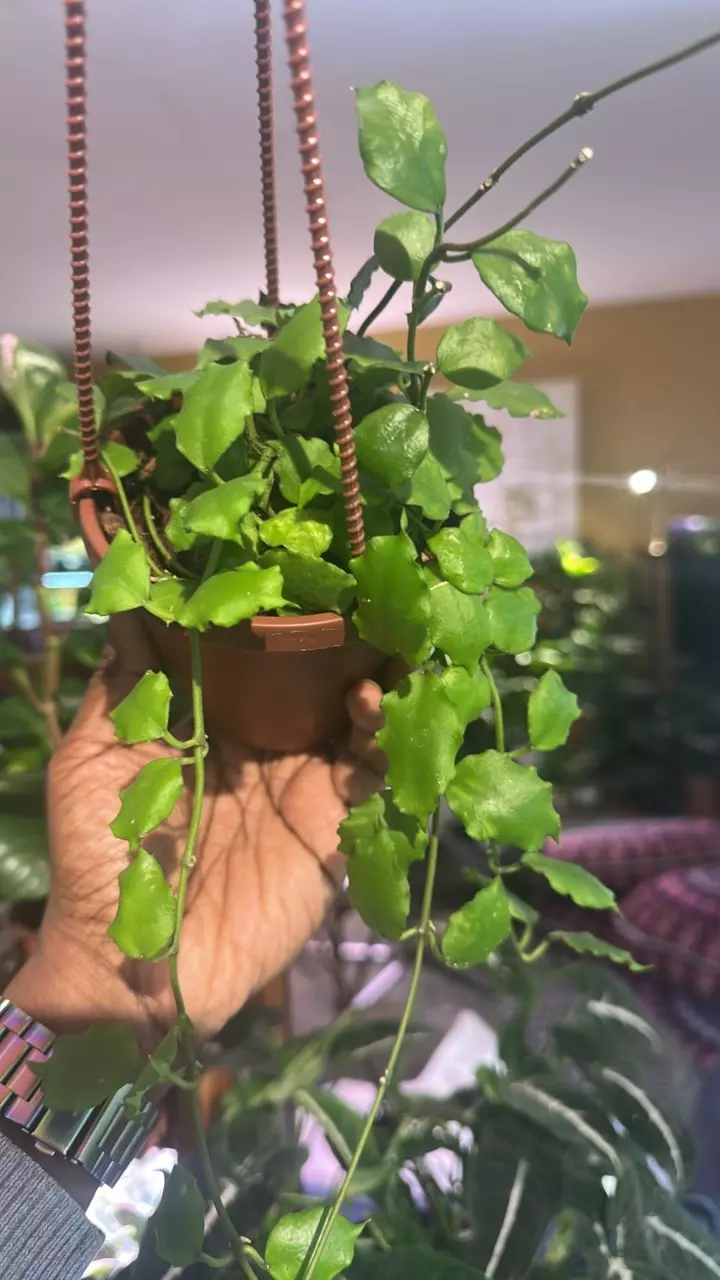 0088 Hoya endauensis thumbnail