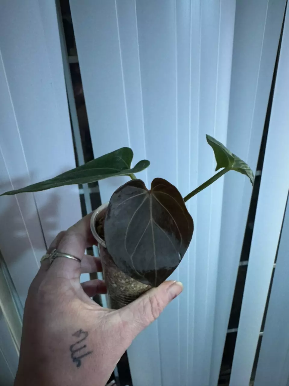 Anth KOS FOR PLANTSOVERPEOPLE ONLY! Pls thumbnail