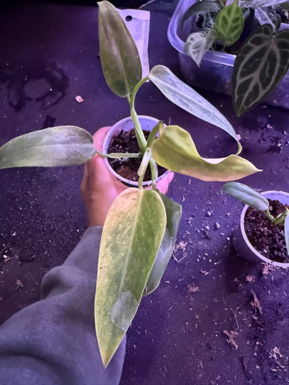 Jose bueno x red emerald cross thumbnail