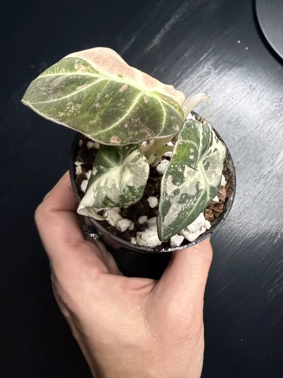 ALOCASIA BLACK VELVET PINK PBV thumbnail