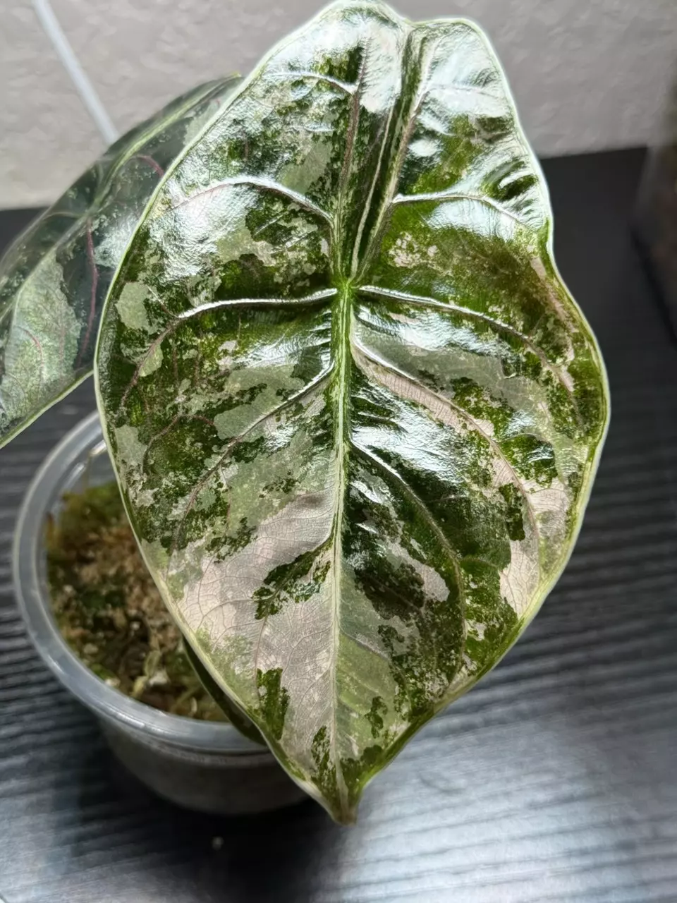 Alocasia azlanii pink variegated thumbnail