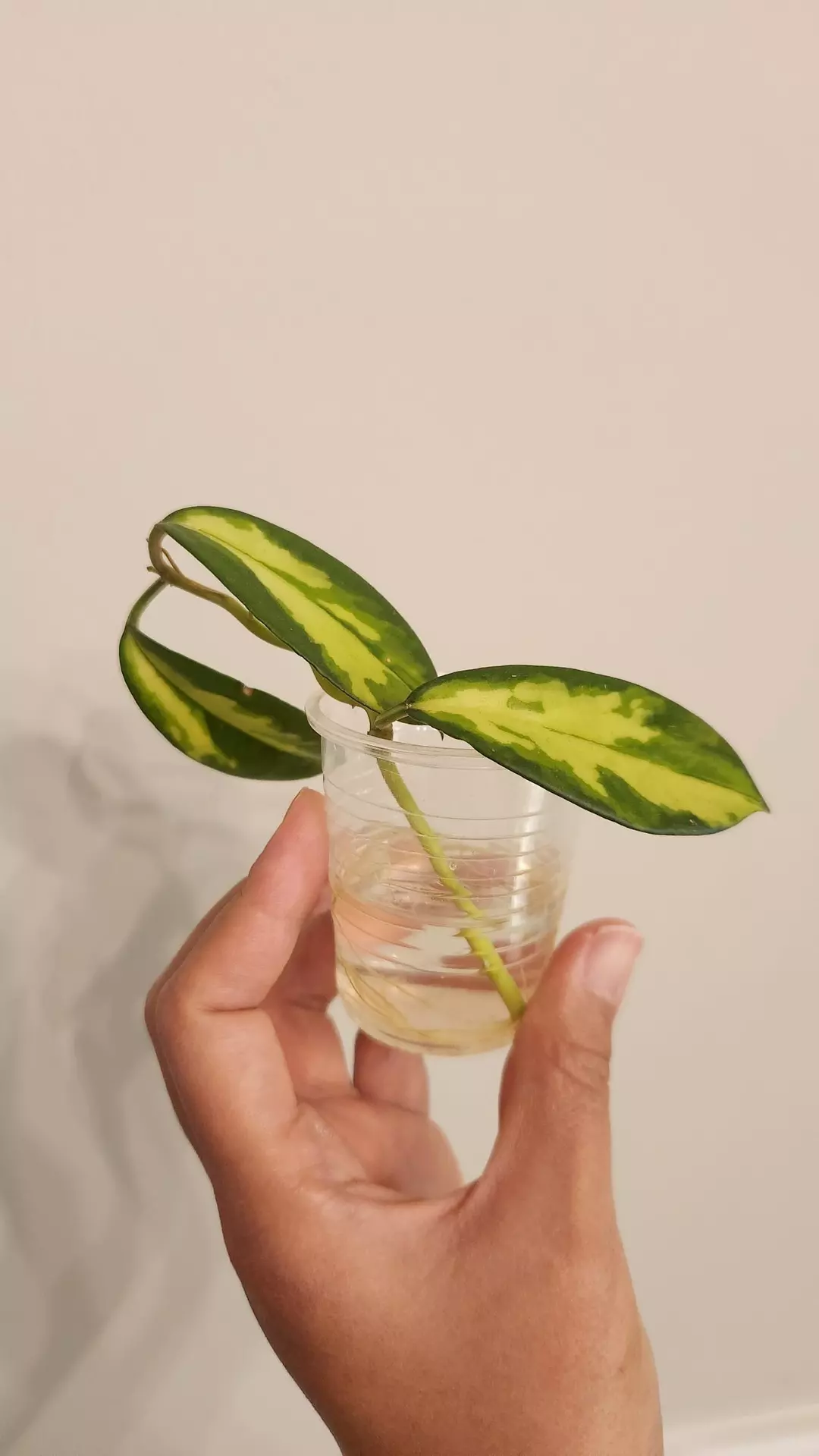 Hoya Diversifolia Maharani inner variegated thumbnail