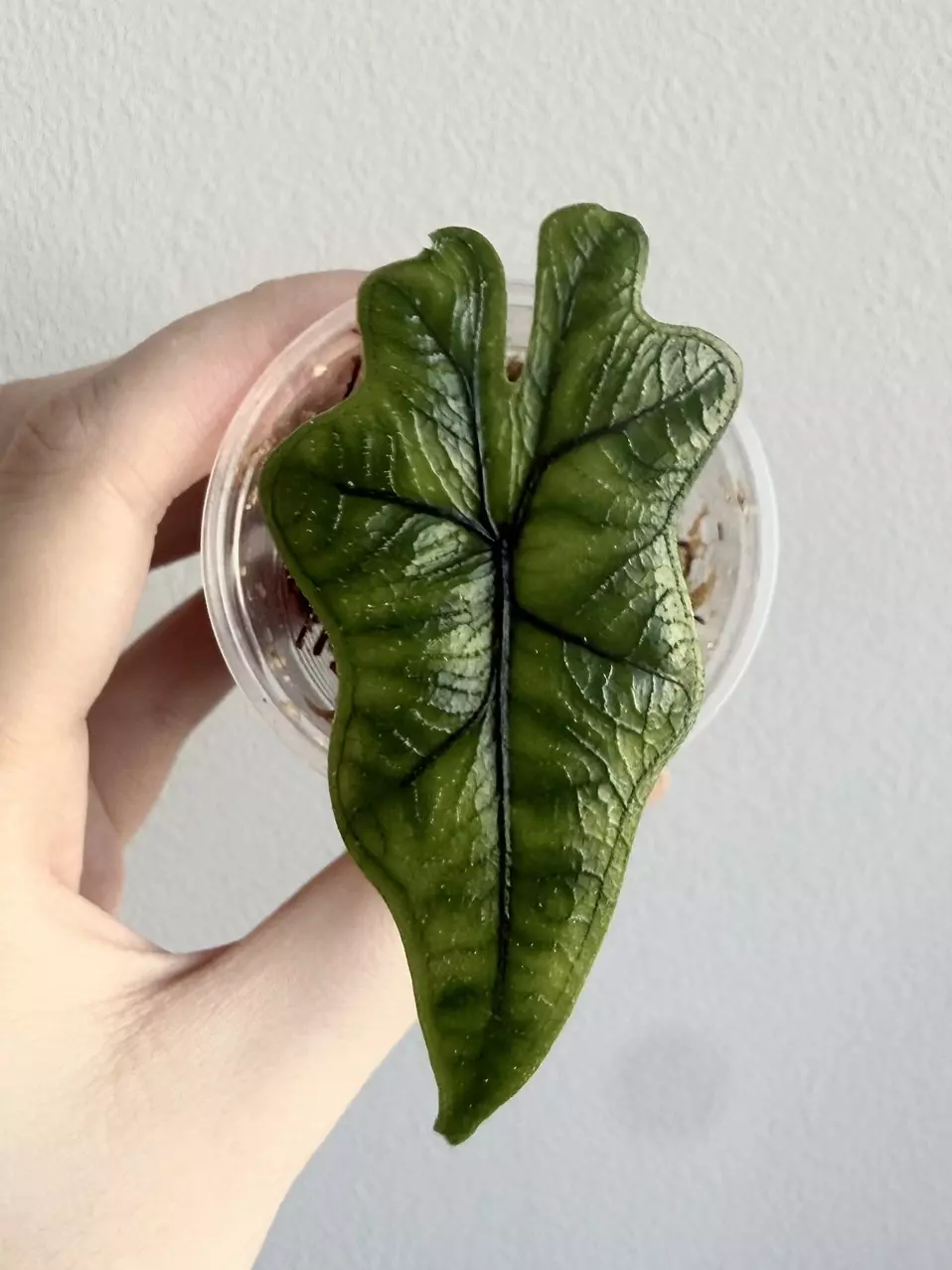 Alocasia Tandurusa thumbnail
