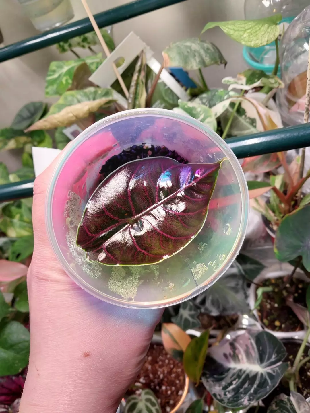 Alocasia pink mint azlanii low color thumbnail