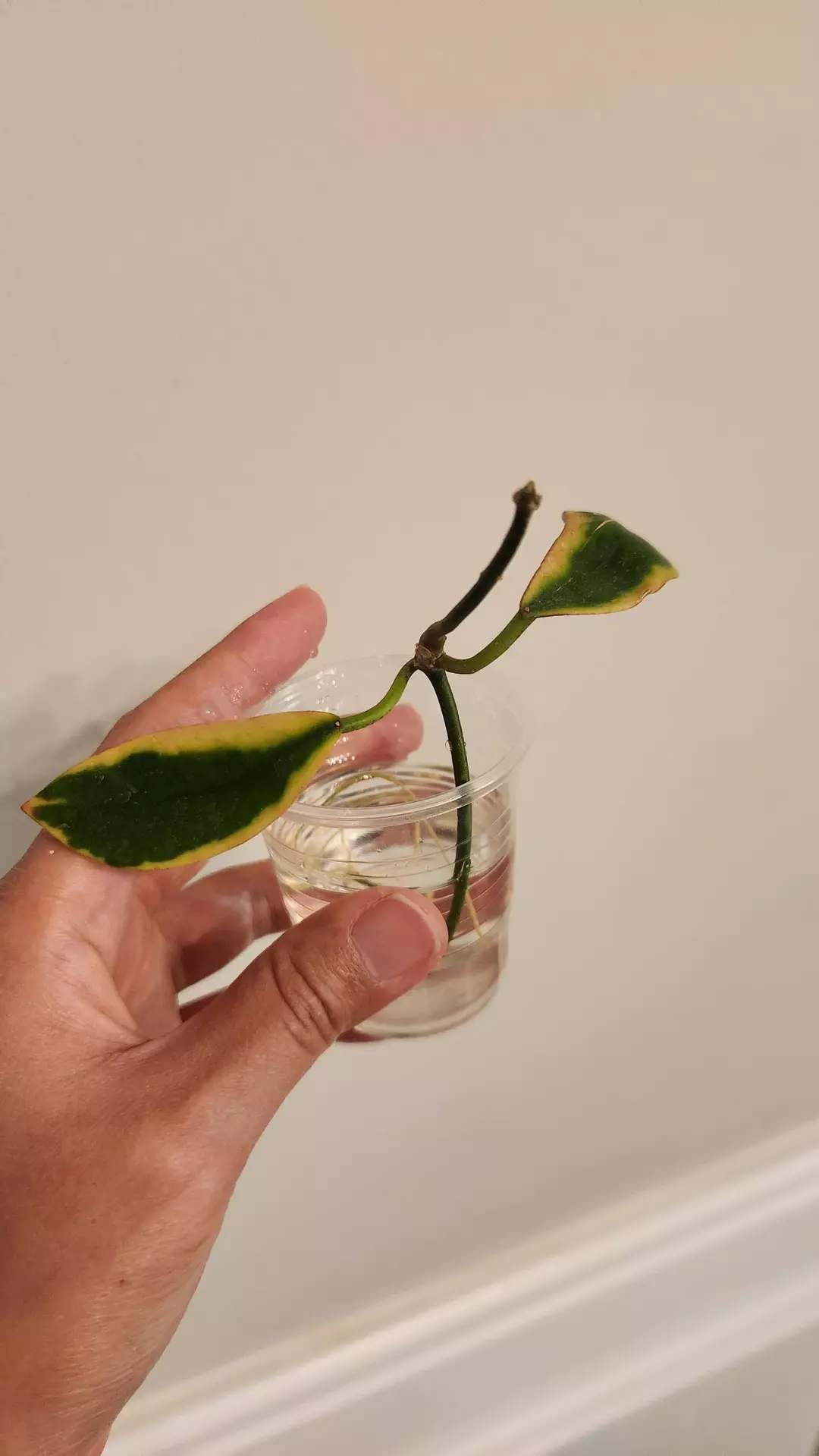 Hoya Diversifolia albo outer variegated thumbnail