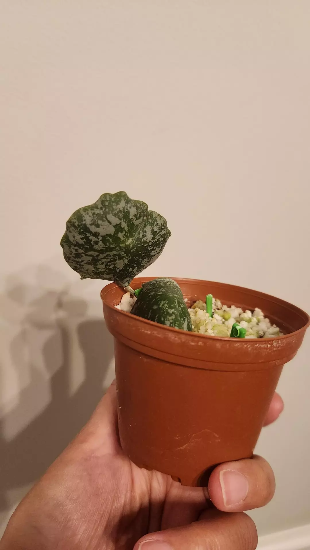 Hoya Imbricata thumbnail