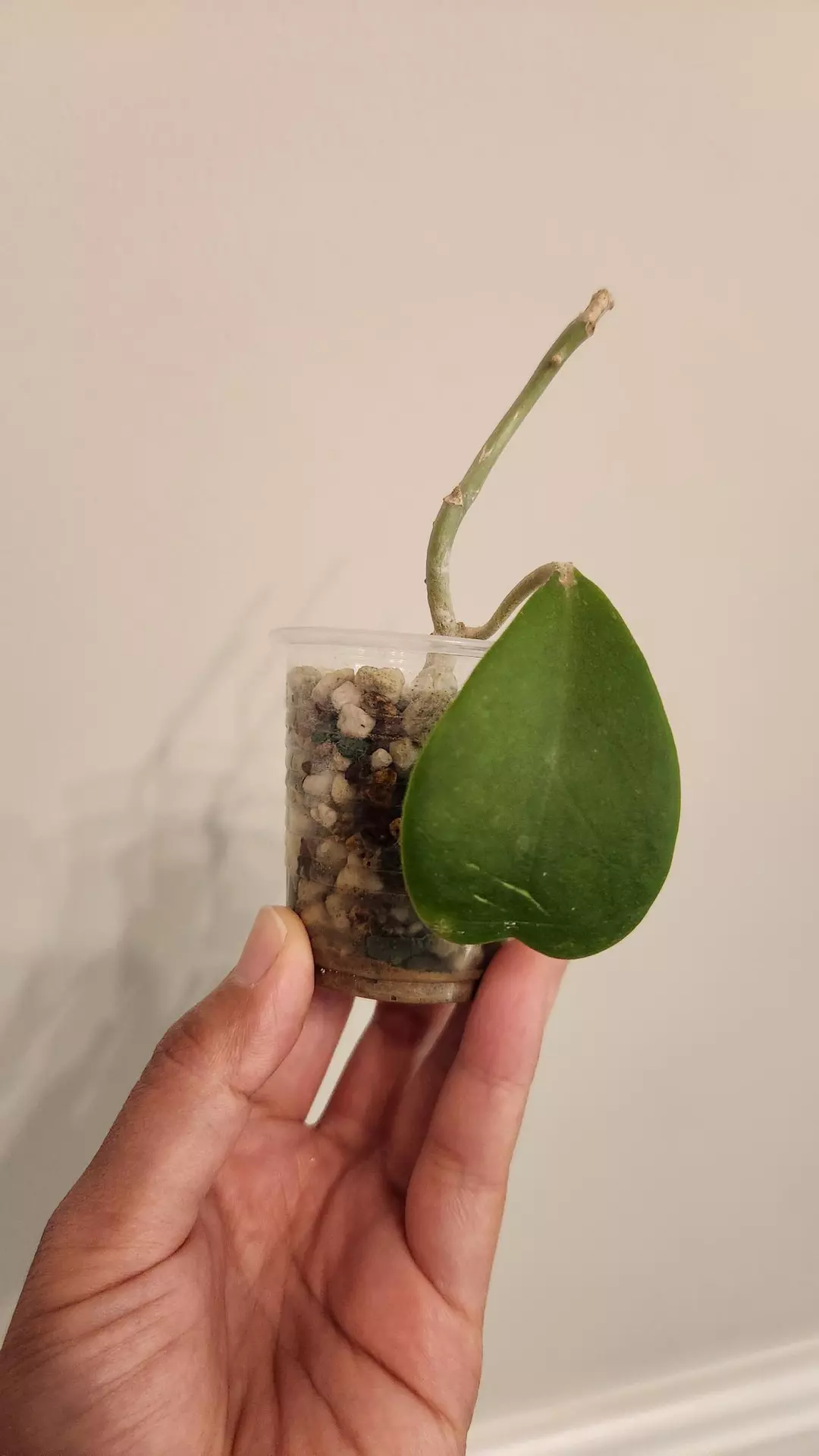 Hoya Kerrii Heart add on only thumbnail