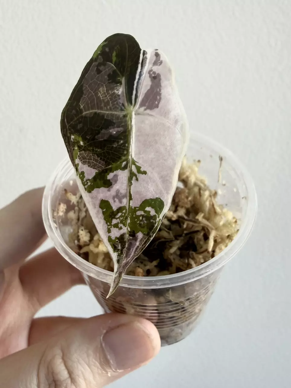 Alocasia Pink Amazonica thumbnail