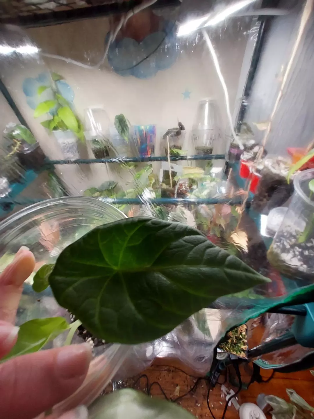 Maharani Lemon lime corm grown thumbnail