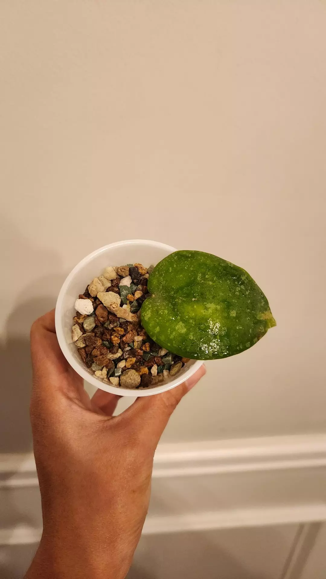 Hoya imbricata x Cinnamomifolia thumbnail