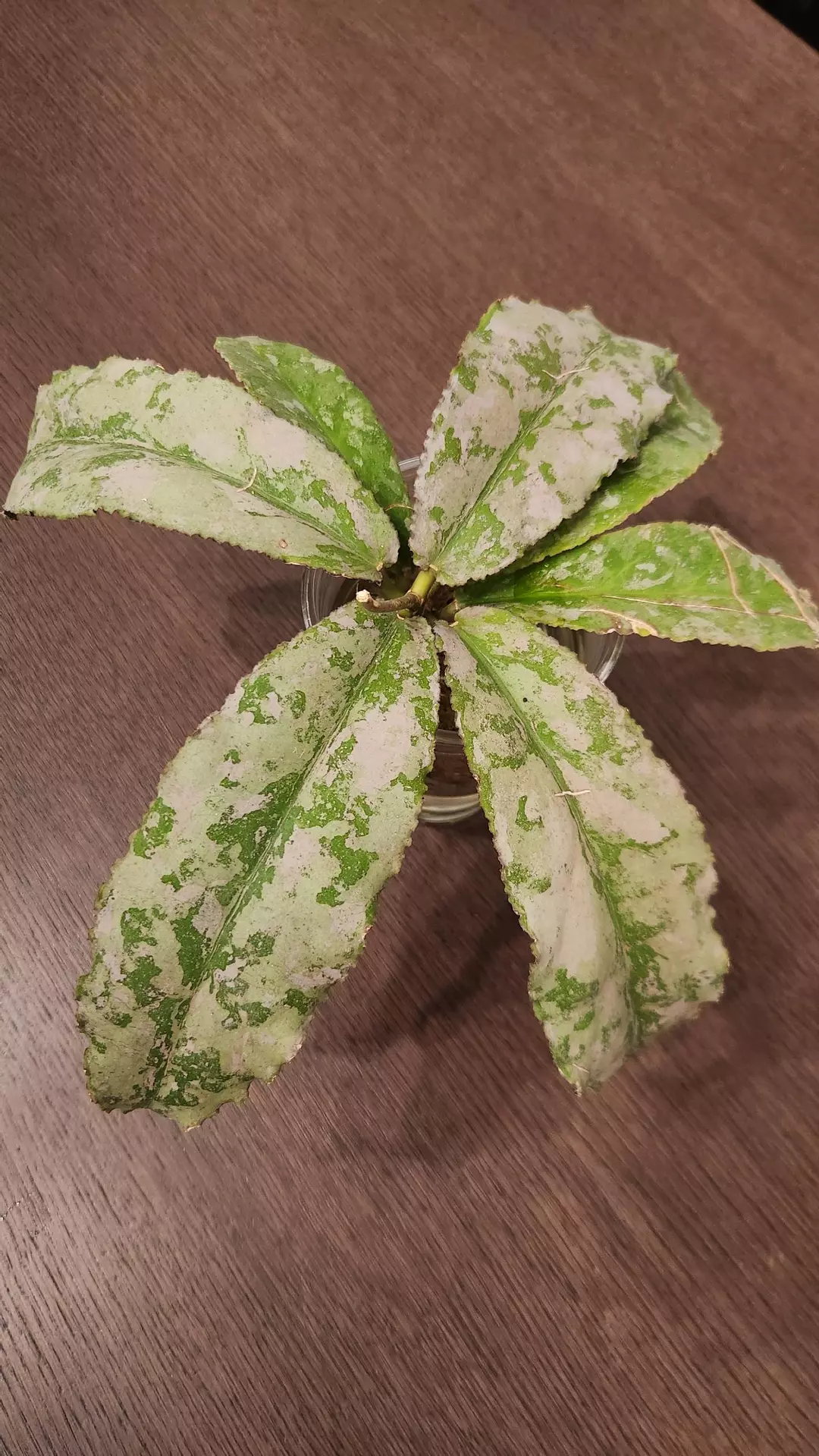 Hoya Undulata silver clone 1 BIG thumbnail
