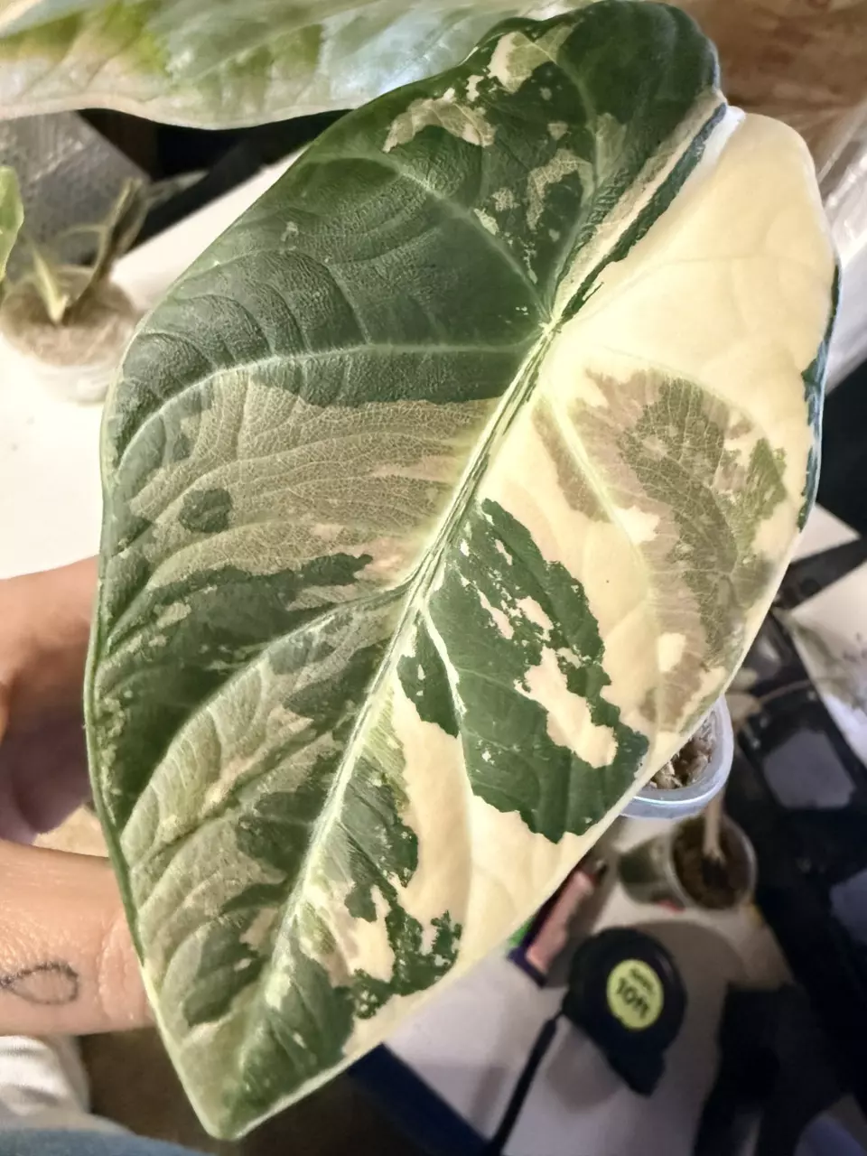 Maharani Albo (pink/purple hues) CORM *GC* thumbnail