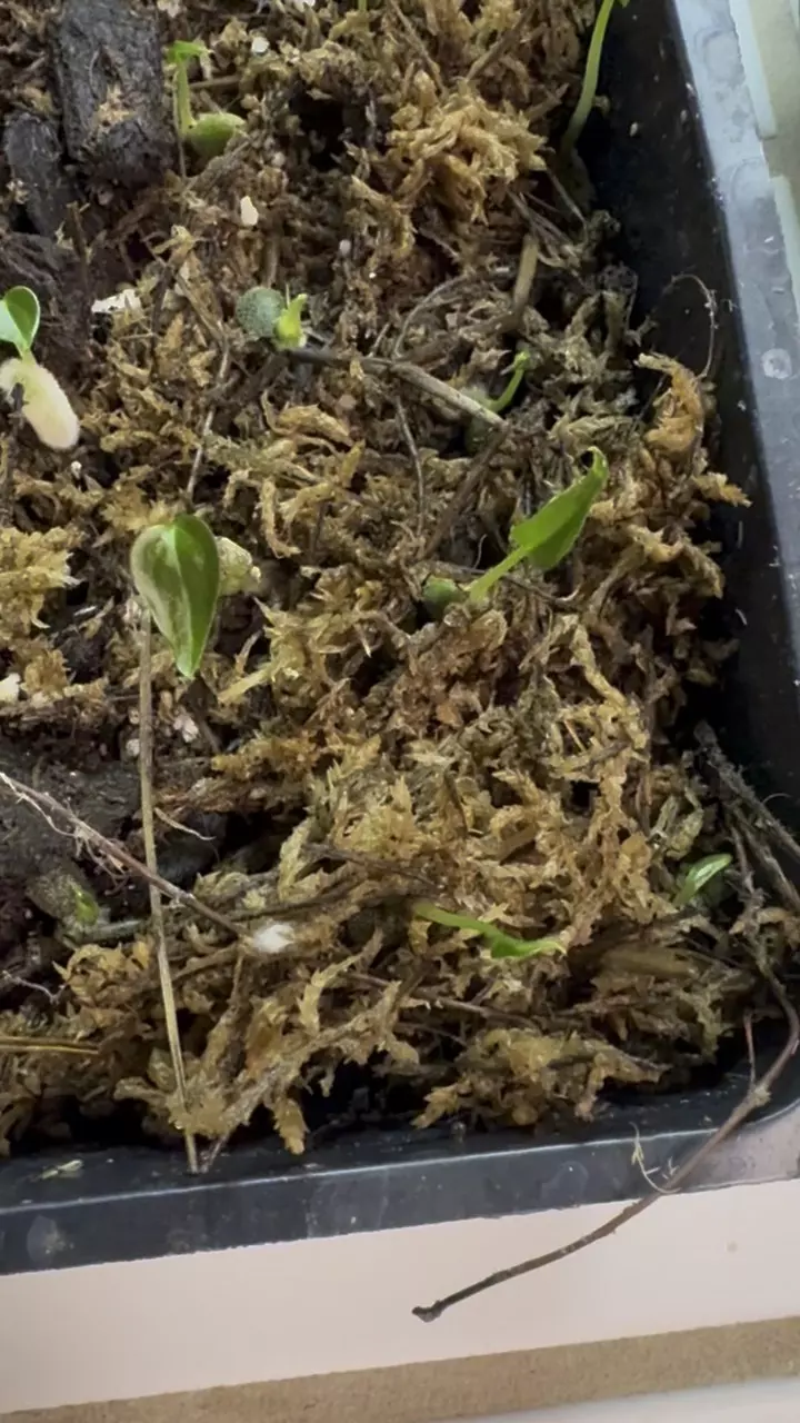 King Of Clarinervium thumbnail