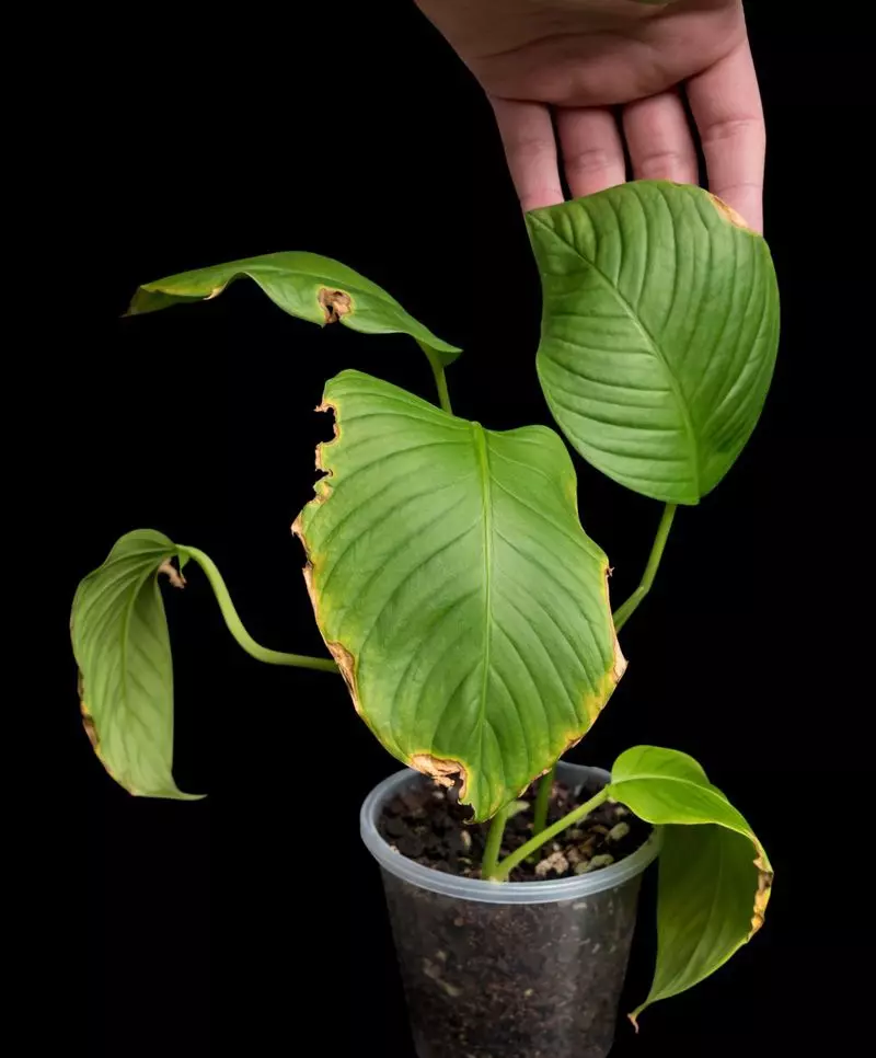 Monstera sp. thumbnail