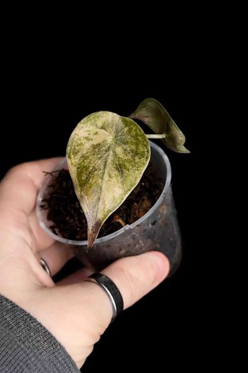Variegated aurea Wentii Alocasia thumbnail