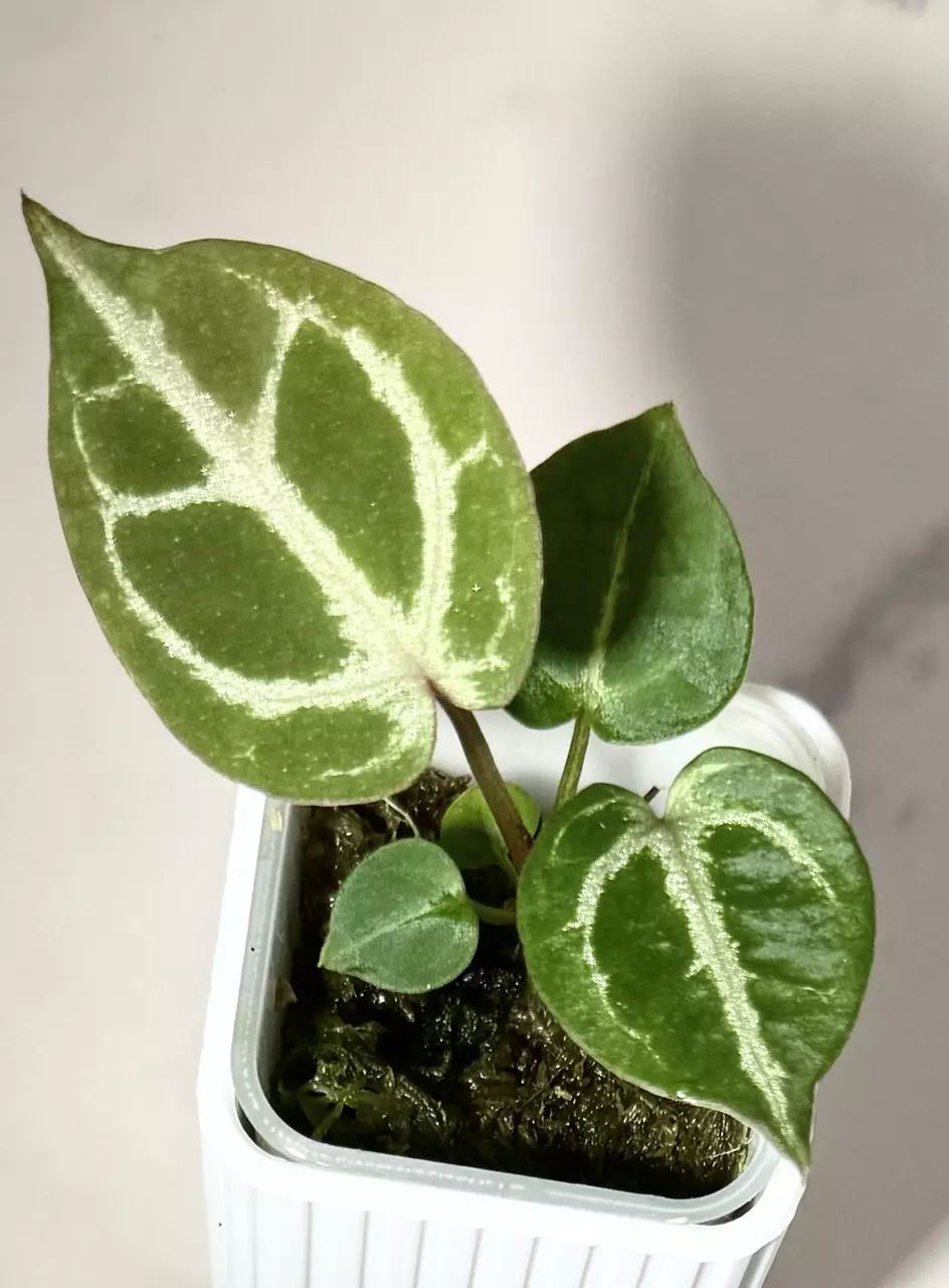 Tezula “Dreamweaver-Necromancer” x H.U. “Red Tiger” WYSIWYG Super Silvery thumbnail