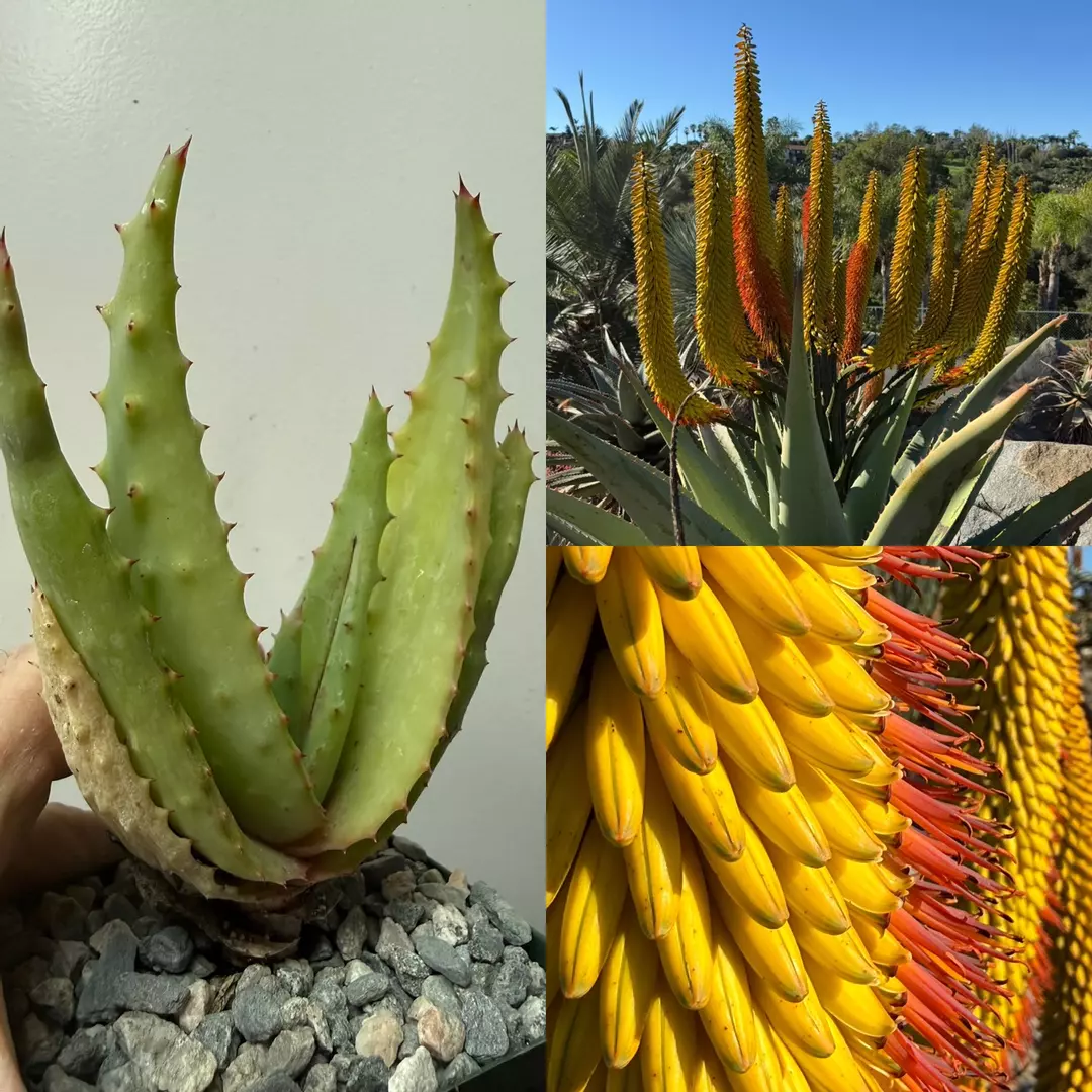 Aloe Ferox ‘Yellow flower form’ thumbnail