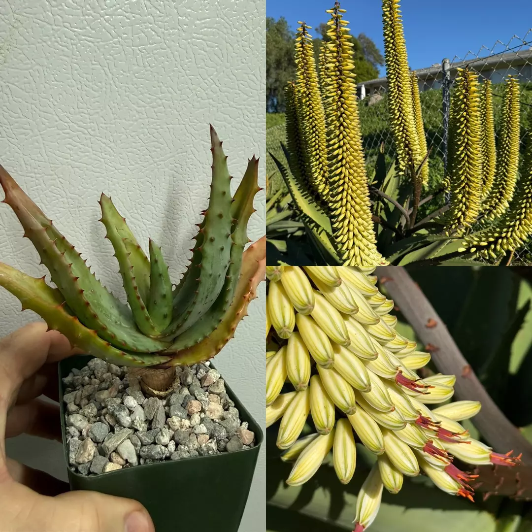 Aloe Ferox ‘Popcorn’ yellow thumbnail